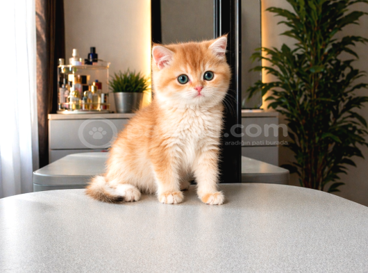 British Shorthair Blue Golden Ay12