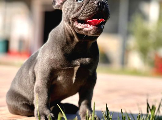 Safkan Blue French Bulldog Yavrulari İstanbul görsel