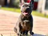 Safkan Blue French Bulldog Yavrulari İstanbul