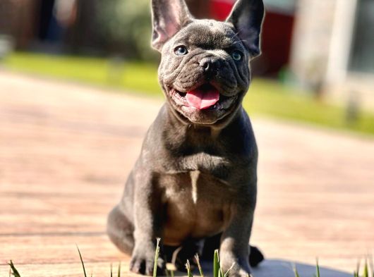 Safkan Blue French Bulldog Yavrulari İstanbul görsel