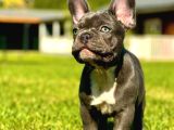 Safkan Blue French Bulldog Yavrulari İstanbul