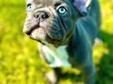 Safkan Blue French Bulldog Yavrulari İstanbul