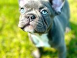 Safkan Blue French Bulldog Yavrulari İstanbul