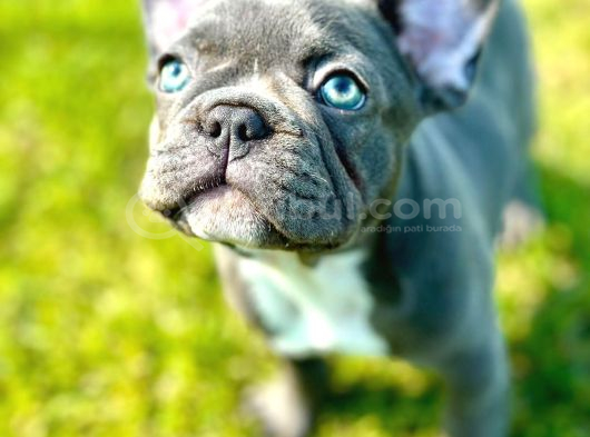 Safkan Blue French Bulldog Yavrulari İstanbul görsel