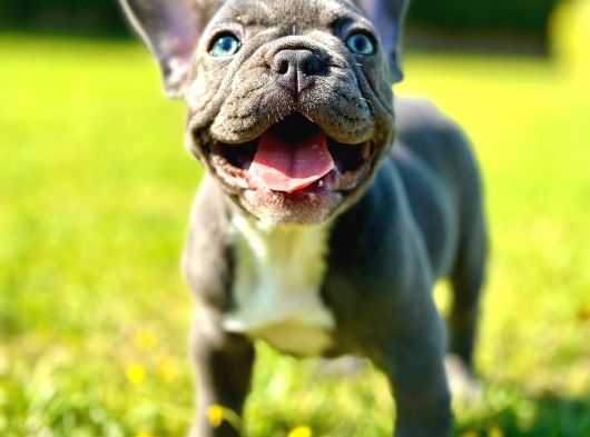 safkan BLUE FRENCH BULLDOG YAVRULARI İSTANBUL