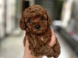 Kore Tea Cup Poodle Yavru En Güzeli̇