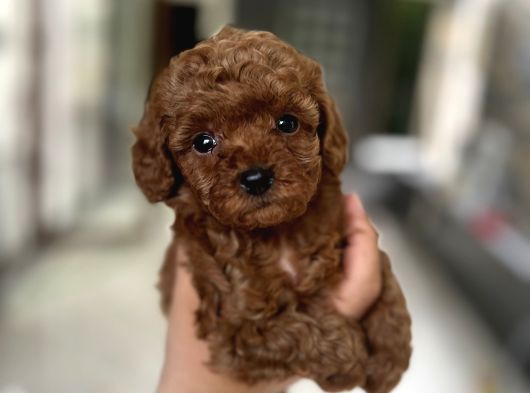 Kore Tea Cup Poodle Yavru EN GÜZELİ