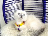 Scottish Fold Bluepoint Dişi Erkek Yavrular