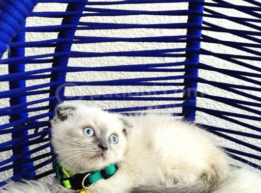 Scottish Fold Bluepoint Dişi Erkek Yavrular görsel