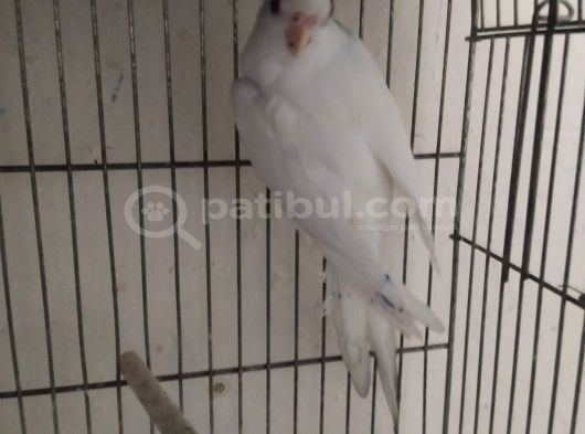 Albi̇no  Özel Kirmizi Göz Di̇şi̇ Sultan Ankara görsel