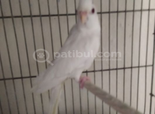 Albi̇no  Özel Kirmizi Göz Di̇şi̇ Sultan Ankara görsel