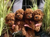 Oyuncak Gibi Kıvırcık Poodle Bebekler Yuva Bekliyor