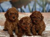 Oyuncak Gibi Kıvırcık Poodle Bebekler Yuva Bekliyor