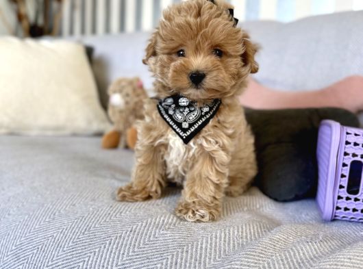 Kore kan sevimli maltipoo Yavrular