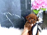 En Güzel Red Brown Mini Boy Güzellikler