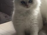 Blue Point Scottish Long Hair - 2 Aylık Sevimli Yavru Kedi
