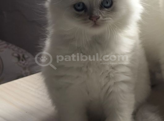 Blue Point Scottish Long Hair - 2 Aylık Sevimli Yavru Kedi görsel
