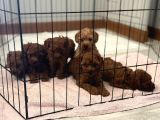 Red Brown Toy Poodle Yavrular Yeni Yuvalarını Bekliyor