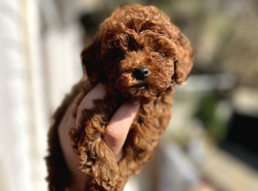 Kore Tea Cup Poodle Yavru En Güzeli̇ görsel