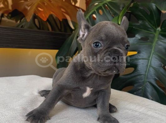Rengarenk French Bulldog Yavrularim Egzoti̇k görsel