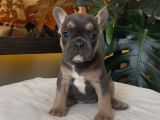 Rengarenk French Bulldog Yavrularim Egzoti̇k