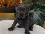 Rengarenk French Bulldog Yavrularim Egzoti̇k
