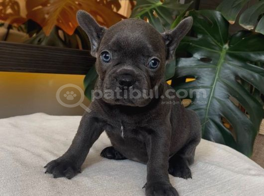 Rengarenk French Bulldog Yavrularim Egzoti̇k görsel