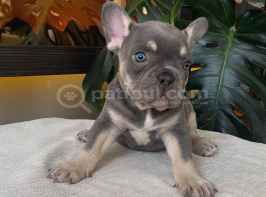 RENGARENK FRENCH BULLDOG YAVRULARIM eGZOTİK