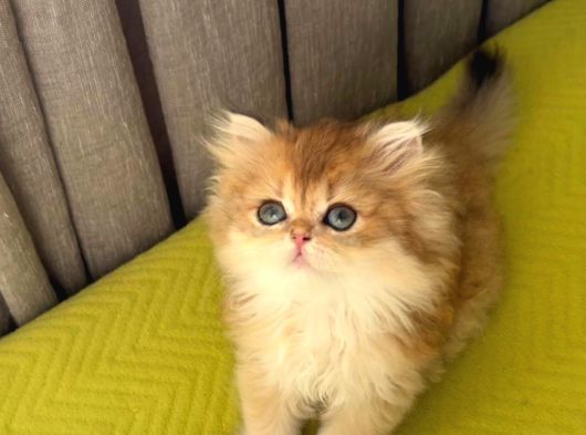 Safkan British Longhair Yavrular görsel