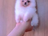 Orjinal Pomeranian Boo Erkek Dişi 2 Aylık Yavru