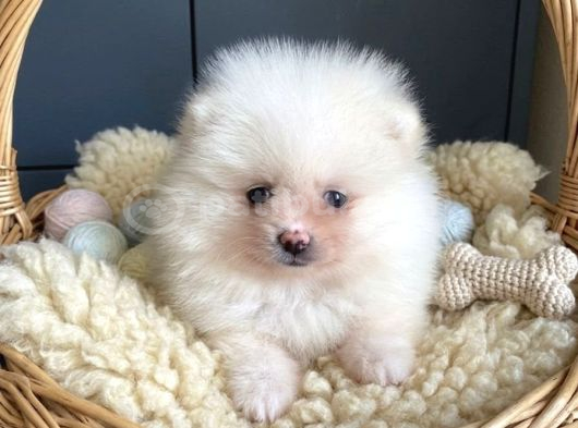 Orjinal pomeranian boo erkek dişi 2 aylık yavru
