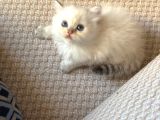 Safkan British Longhair Yavrular