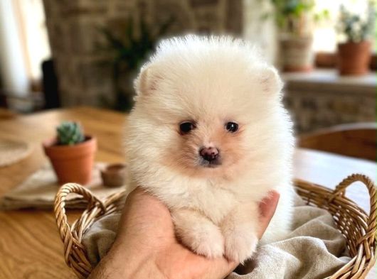 Orjinal Pomeranian Boo Erkek Dişi 2 Aylık Yavru görsel