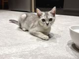 3 Aylık Yavru Kedi