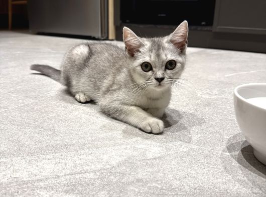 3 Aylık Yavru Kedi