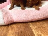 Toy Poodle Erkek Yavru Adana