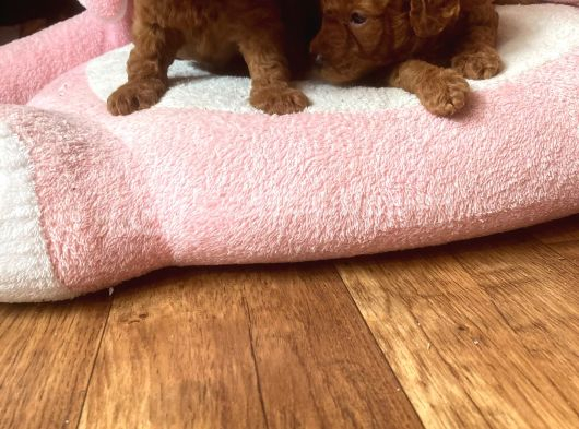 Toy poodle erkek yavru adana