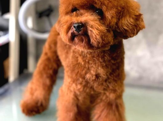 Yavru Ve Yetişkin Toy Poodle Korea görsel