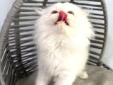 Ücretsizdir Cins Kedimiz  Ama  Aşı Takibi Şartıylayalnız Ankara