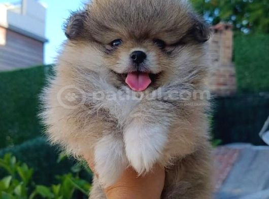 Pomerian boo yavrularımız