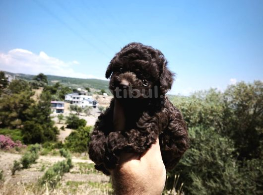 Çikolata Poodle Yavrularımız görsel