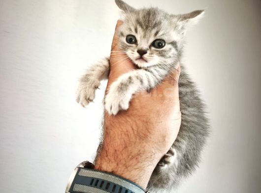 Çiçek Gibi British Shorthair Kediler