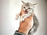Çiçek Gibi British Shorthair Kediler