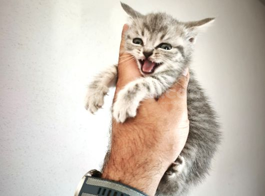 Çiçek Gibi British Shorthair Kediler görsel