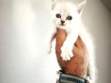 Çiçek Gibi British Shorthair Kediler