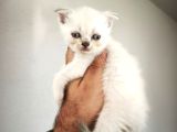 Çiçek Gibi British Shorthair Kediler
