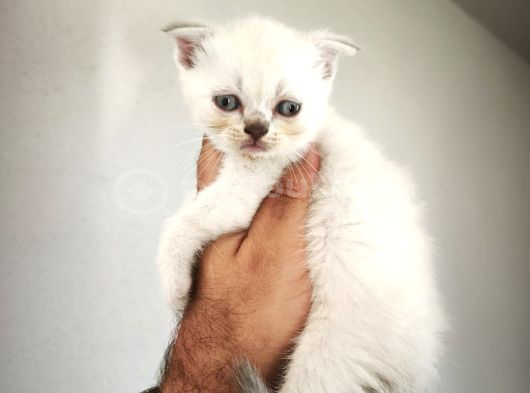 Çiçek Gibi British Shorthair Kediler görsel