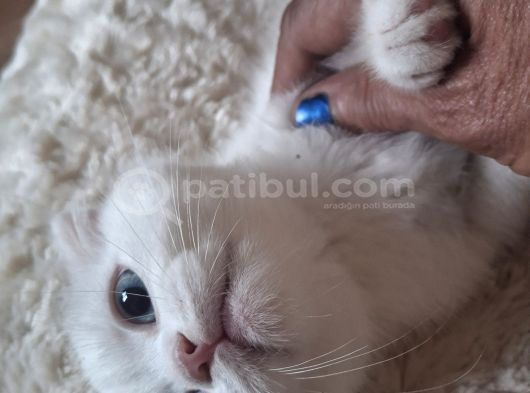 Masumiyet Perisi Çok Uyguna Safkan Çok Sağlıklı Mutlu Kartopları görsel