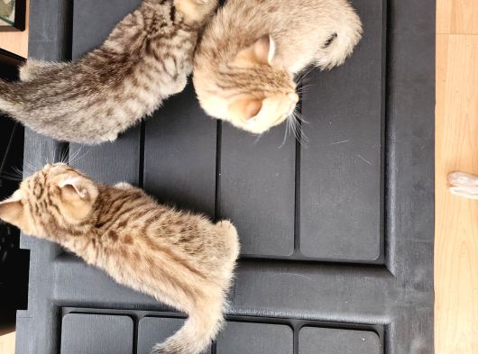 British Shorthair Oyuncu Yavrular görsel