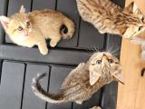 British Shorthair Oyuncu Yavrular